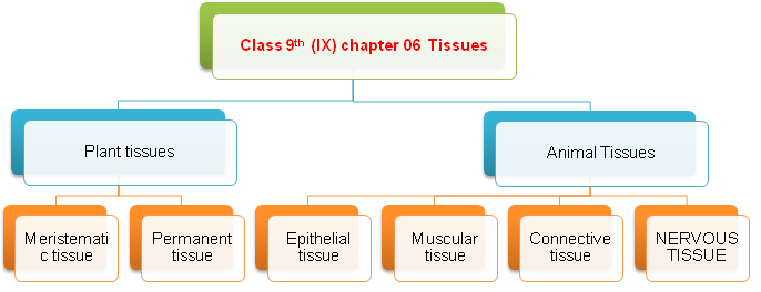 Class 9th (IX) chapter 06 Tissues Board Questions with solution - JSUNIL  TUTORIAL CBSE MATHS & SCIENCE