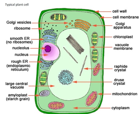 The fundamental unit of life | biological membrane | cell 