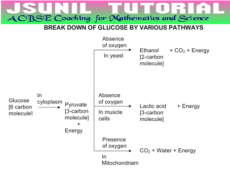 Respiration conceptual study class 10 - JSUNIL TUTORIAL ... process flow diagram tutorial pictures 